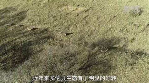 上千只野生动物齐聚锡林郭勒草原_凤凰网视频_凤凰网