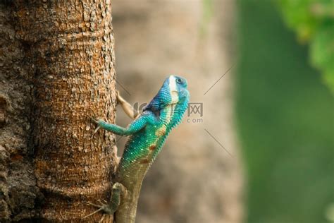 印度蜥蜴鬣蜥颜色高清摄影大图-千库网