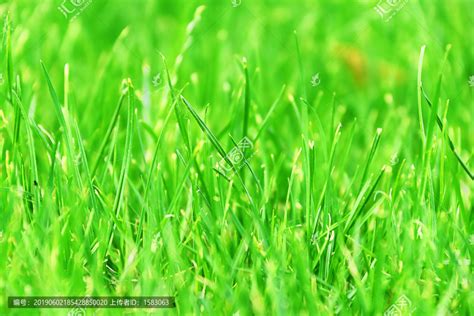 绿草如茵是什么意思 绿草如茵是啥意思_知秀网