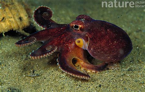 为什么说章鱼是海洋生物中的天才？会玩又会学_手机新浪网