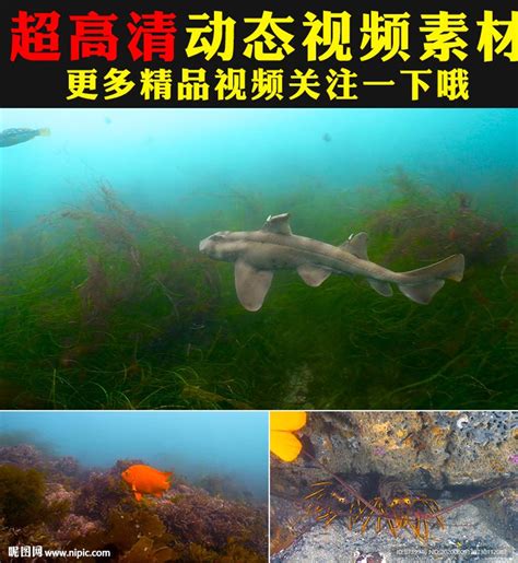 海底世界鱼群海藻海洋生物视频__自然风光_实拍视频_多媒体图库_昵图网nipic.com