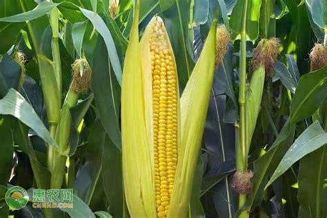 沃玉3号玉米特性和产量表现 - 惠农网