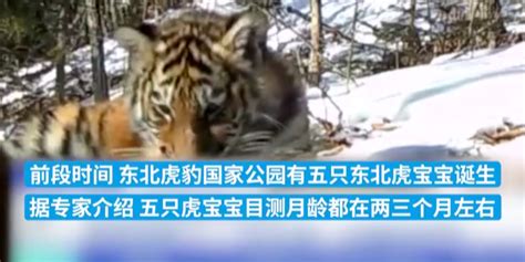 吉林省集中公布东北虎豹影像：它们正自由地生存繁衍_凤凰网