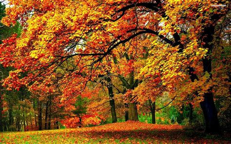 最美红枫树风景大全,路边枫树风景图片大全,秋天红叶树风景图片_大山谷图库