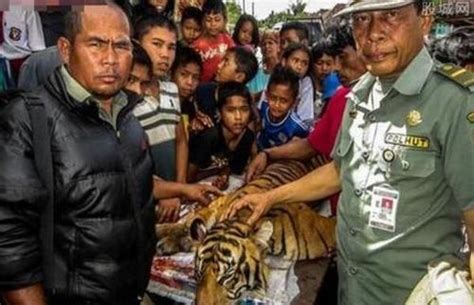 农民宰杀老虎吃肉 引起国际保育团体关切-中国项目城网