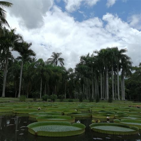 中科院西双版纳热带植物园-作品-大疆社区