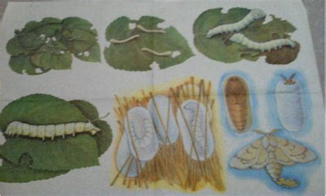 蚕生长的四个过程图片简笔画-蚕一二三四五龄图片及生长过程-趣丁网