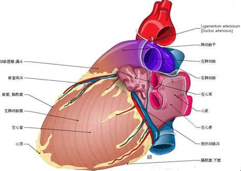 人体心脏组织结构图片素材-正版创意图片401787431-摄图网