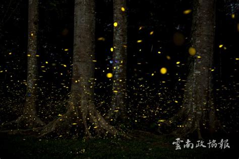 版纳植物园帮助勐仑开展萤火虫保护宣传工作-中国植物园联盟