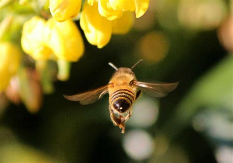 蜜蜂寓意,蜜蜂采蜜_大山谷图库