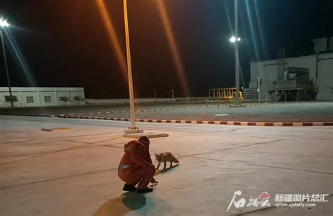 【高清组图】新疆喀纳斯网红小狐狸引游客围观 -天山网 - 新疆新闻门户