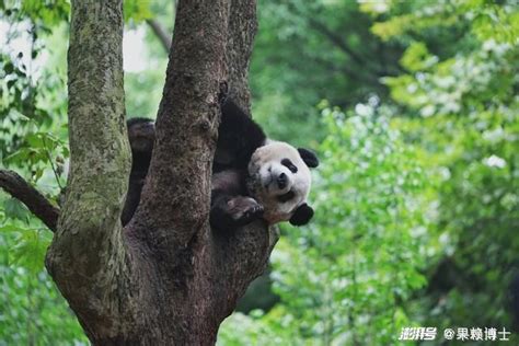 熊猫时代：揭秘大熊猫的前世今生 - 每日环球展览 - iMuseum