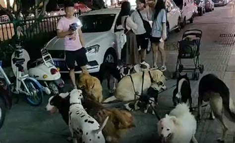 女子带着8只狗流浪深圳街头，丈夫从桂林赶来接她却惊慌而逃