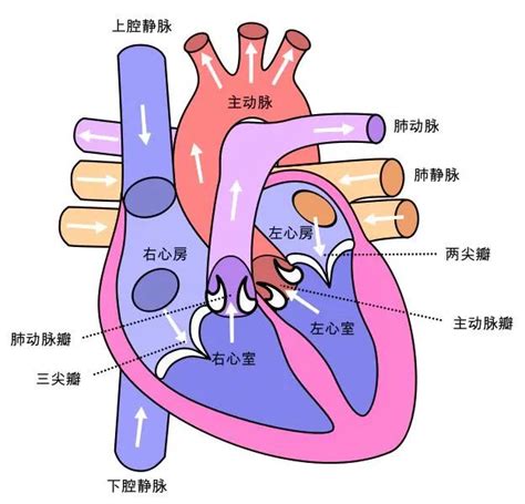长轴超声切面：左心室、右心室流入道、流出道 - 心血管 - 天山医学院