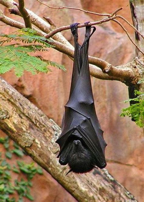 半人高巨型蝙蝠, 两边翅膀张开时可达150公分宽