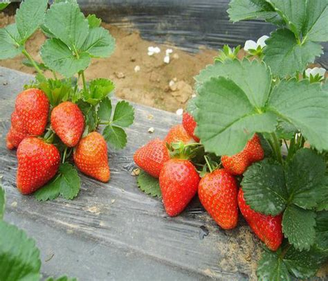 销售批发精品组培草莓苗 品种成活率草莓苗基地批发价格优惠-阿里巴巴