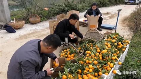 淅川：万亩柑橘大丰收 电商助农在行动 - 南水北调,源起淅川