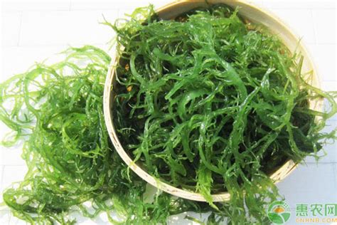海藻图片