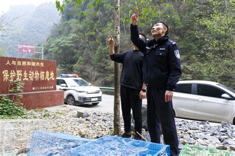 一男子架设粘网捕鸟被滦南警方当场抓获