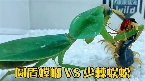圆盾螳螂和蜈蚣的生死之战！圆盾螳螂vs少棘蜈蚣