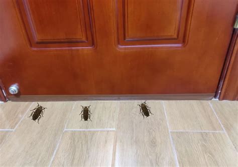 家里怎样找到蟑螂的窝,不要把蟑螂冲进马桶,房间偶尔冒出一只蟑螂(第10页)_大山谷图库