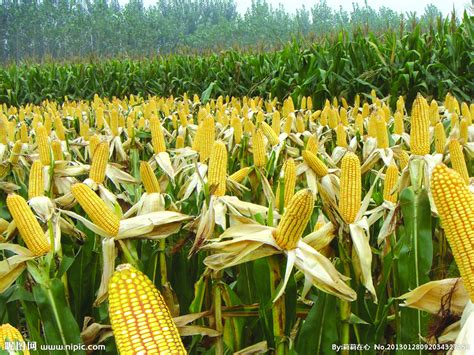 今日玉米行情（东北涨、华北止跌，玉米新一轮涨势开始了？）农业资讯-农信网