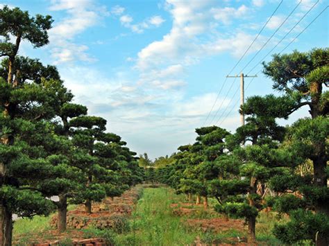基地批量直销小叶造型罗汉松 精品日本造型 罗汉松盆景乔木-阿里巴巴