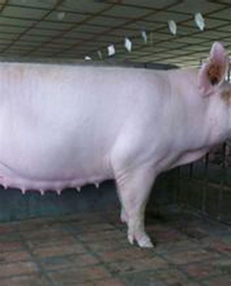 20%母猪怀孕期浓缩饲料 -上海先农动物保健品有限公司