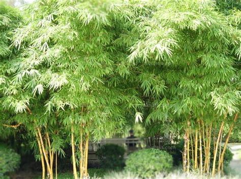 竹子大全图片