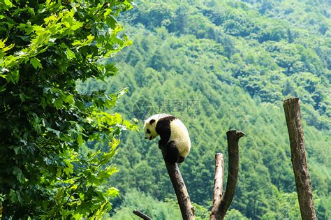 中国国宝大熊猫爬树高清图片下载-正版图片501653891-摄图网