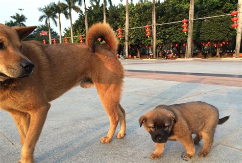 中国猎犬品种排名（中国最有名的6大猎犬图片） – 碳资讯