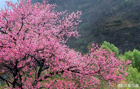 林州太行大峡谷网红桃树，摄影、绘画、抖音，成为网红们青睐之地|抖音|桃花|林州_新浪新闻