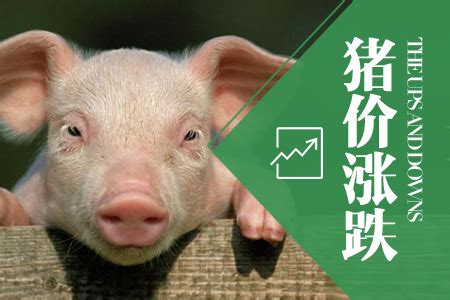 生猪价格“保险+期货”来了，中国太保产险在广东四地市率先签订首批生猪价格保单