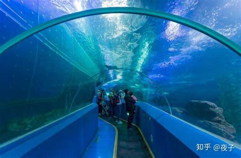 上海海昌海洋公园海底世界餐厅赏鱼享美食-人民图片网