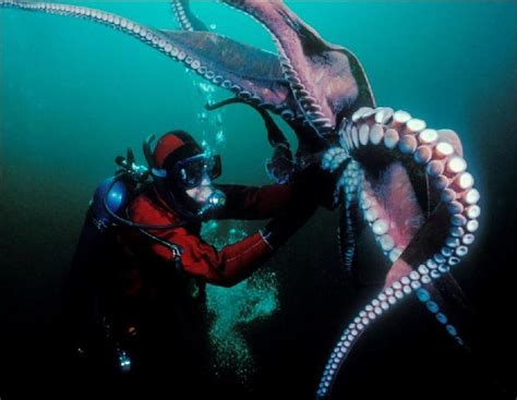 海底未知巨型生物 万米深海的巨型生物有哪些？