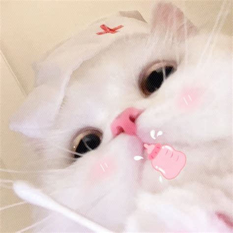 非主流猫咪头像