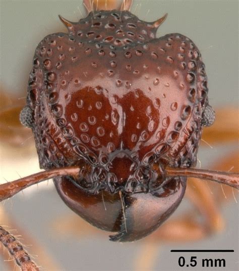 Acanthomyrmex concavus(凹头刺切叶蚁)-Chinese Ant Database(蚂蚁数据库)-Chinese ...