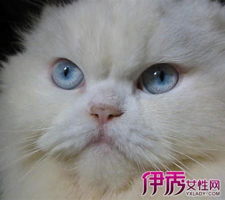 可爱白色猫咪jpg图片免费下载_编号1y2h5g0nz_图精灵