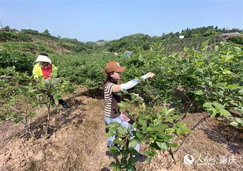 重庆蓝莓采摘基地排名2022_旅泊网
