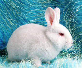 灰兔的眼睛是什么颜色 灰色眼睛的兔子是什么品种_华夏智能网