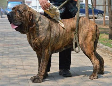 世界第一猛犬，美国比特犬