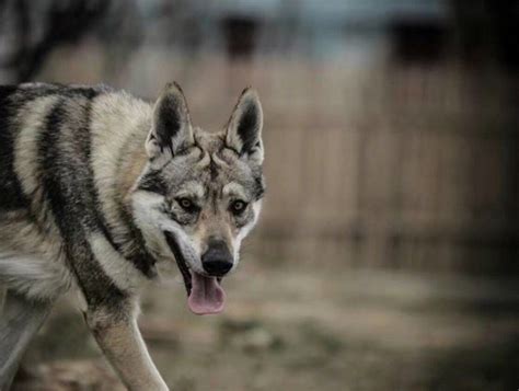 5种长得像狼的狗狗，相比2哈与阿拉斯加，只有它们具有狼的习性