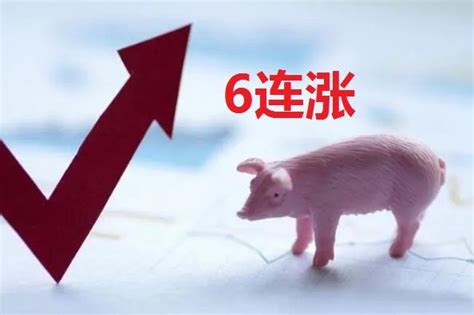 集团化猪企拉涨明显，猪价全面上涨，市场颇有趋势回暖的表现？ - 猪好多网