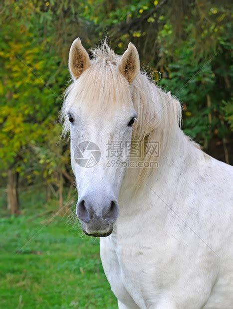 一匹白马的肖像在夏日高清图片下载-正版图片503255048-摄图网
