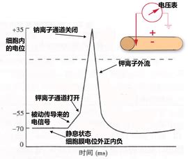 纳秒脉冲电压下两种自触发开关的设计与实验研究