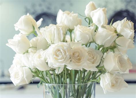 10款白色玫瑰品种介绍，每一款都纯洁如白月光！ - 知乎