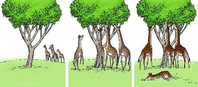 如图表示达尔文的自然选择学说对长颈鹿进化历程的解释.据图回答下列问题:(1)图1所示的长颈鹿个体颈的长短不同.有的长.有的短.这种个体之间性状 ...