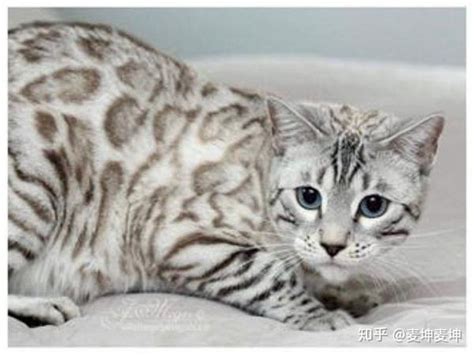 孟加拉豹猫品种的诞生过程与血统来源 - 知乎