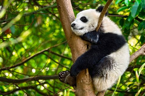 树枝上的野生动物熊猫图片-包图网
