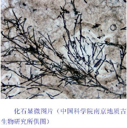 贵州发现6.3亿年前真菌类生物化石：比最早陆生高等植物化石还早1亿多年-考古 ——快科技(驱动之家旗下媒体)--科技改变未来